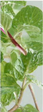 meniul zilei de la 11 lei